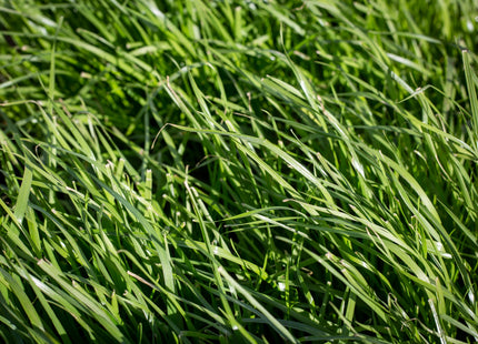 Italian Ryegrass (Tetlia/Tetra Prime)