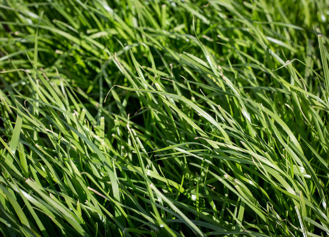 Italian Ryegrass (Tetlia/Tetra Prime)