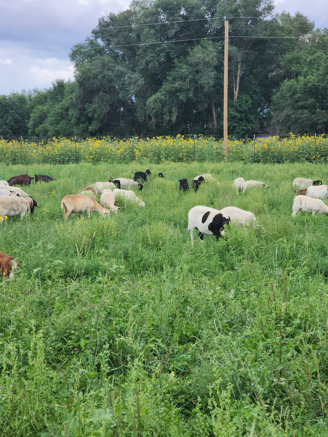Feed Your Livestock