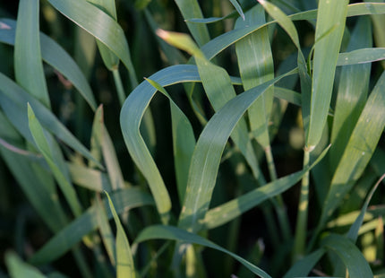 Winter Wheat (GA Gore Soft Red) - Beardless