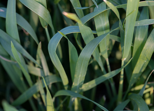 Winter Wheat (GA Gore Soft Red) - Beardless