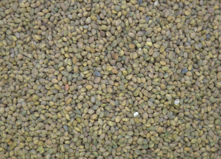 Sweet Clover (Yellow Blossom) - OMRI Inoculated