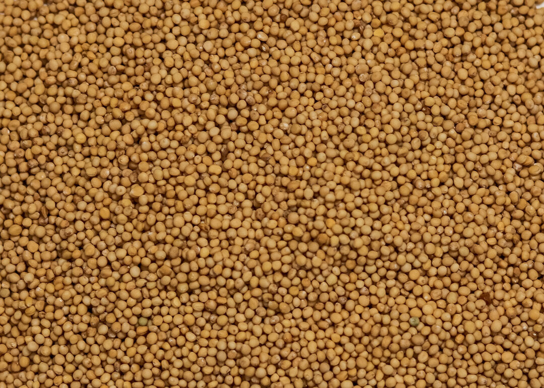 white mustard seeds for planting White Mustard (Action) – Green Cover