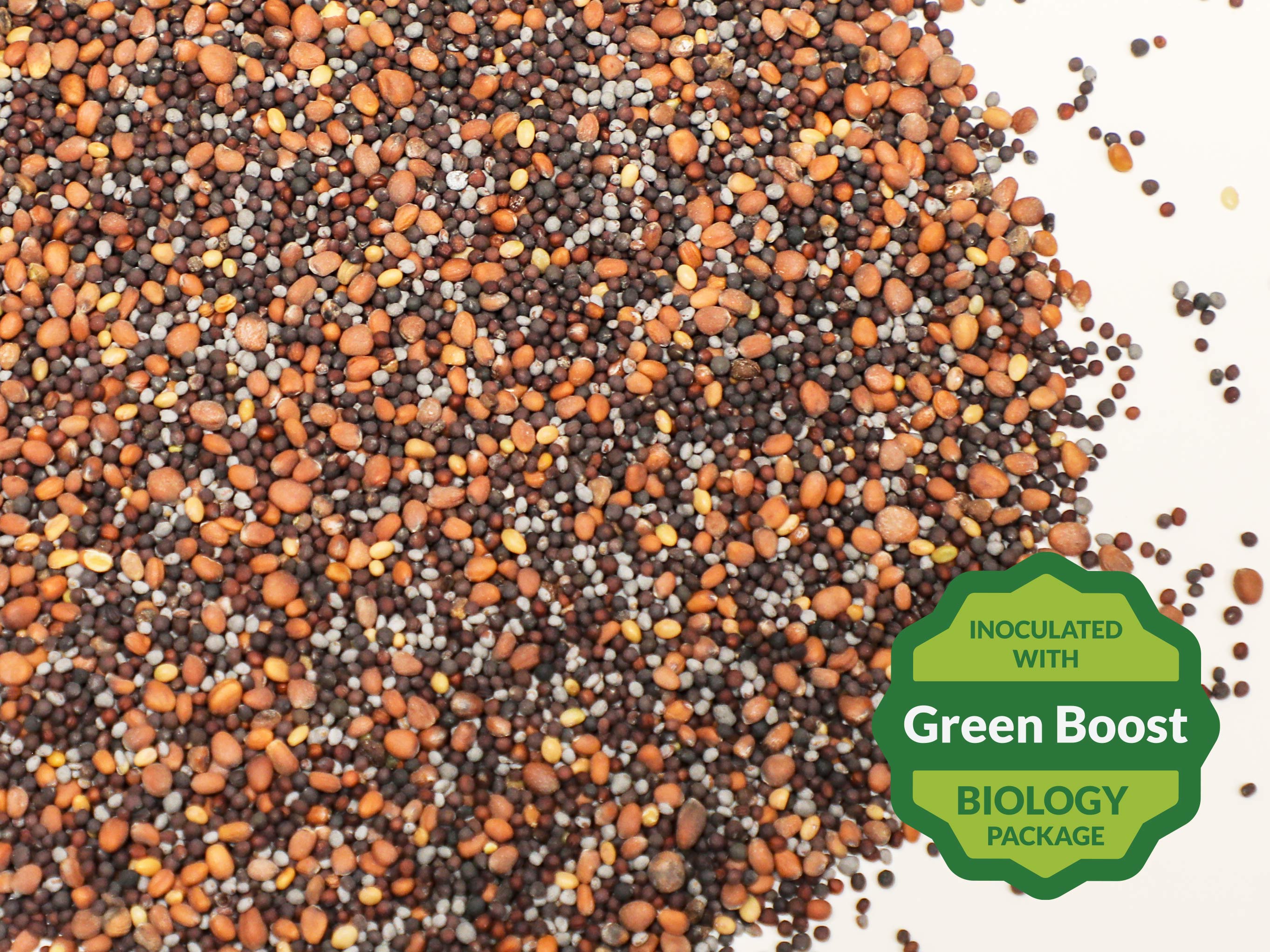 brassica plant seeds Brassica Plus Release – Green Cover