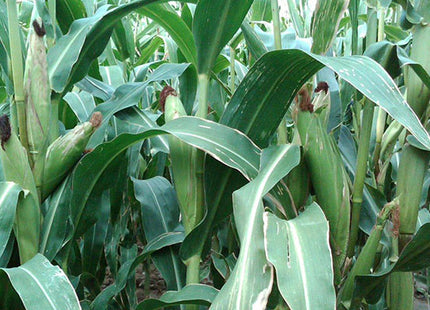 Grazing Corn (Solargraze BMR)