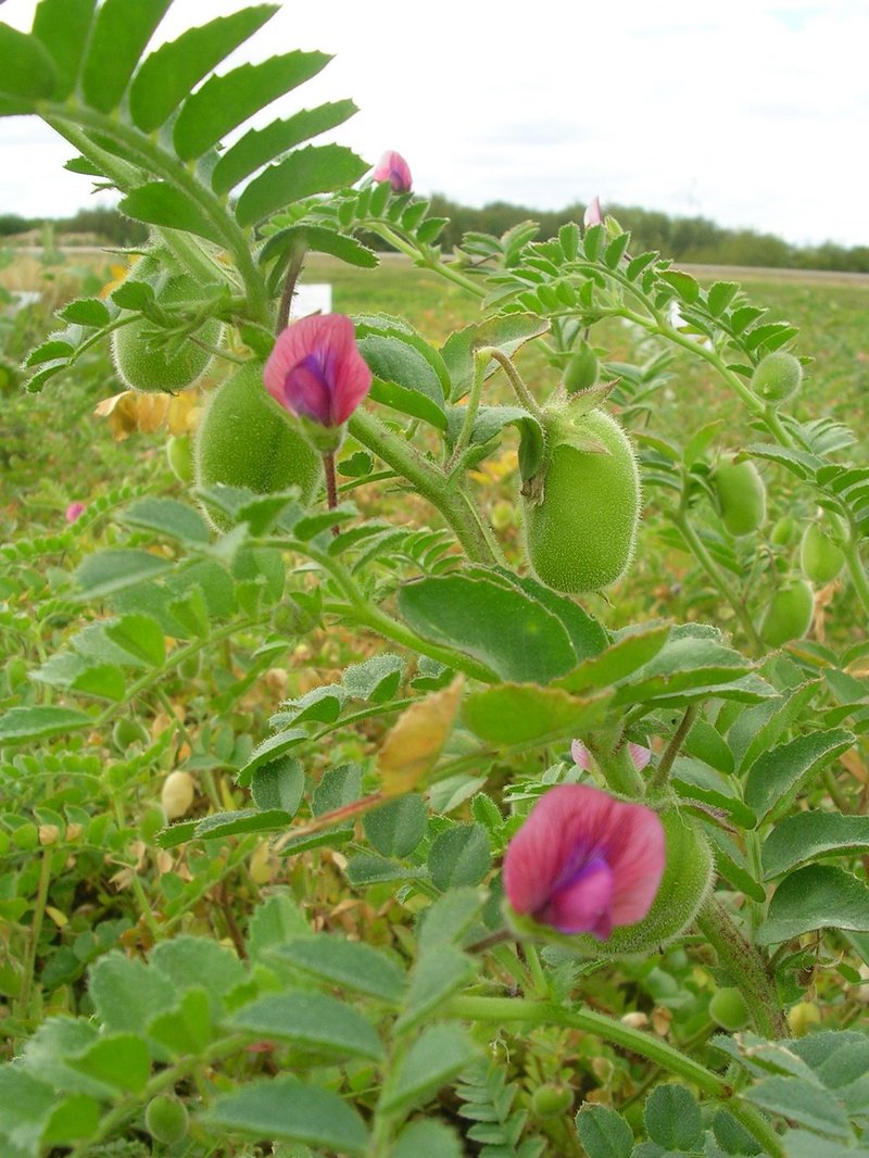 green chickpea plant Chickpeas (Desi)