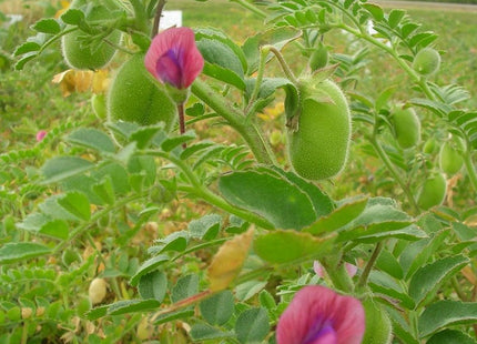 Chickpeas (Desi)