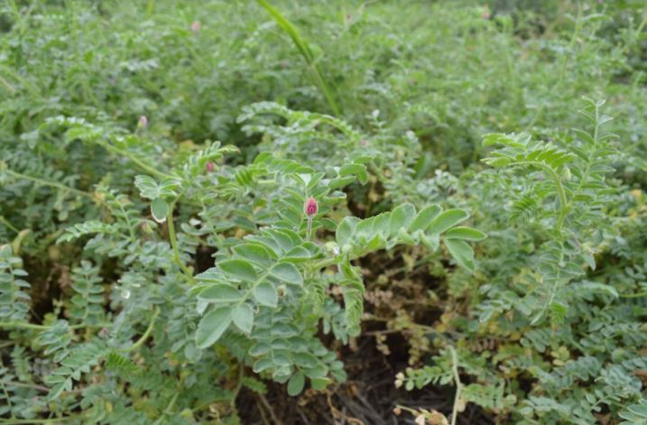 chickpeas plant Chickpeas (Desi)