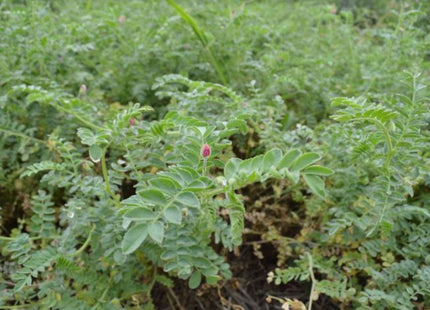 Chickpeas (Desi)