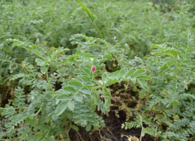 Chickpeas (Desi)