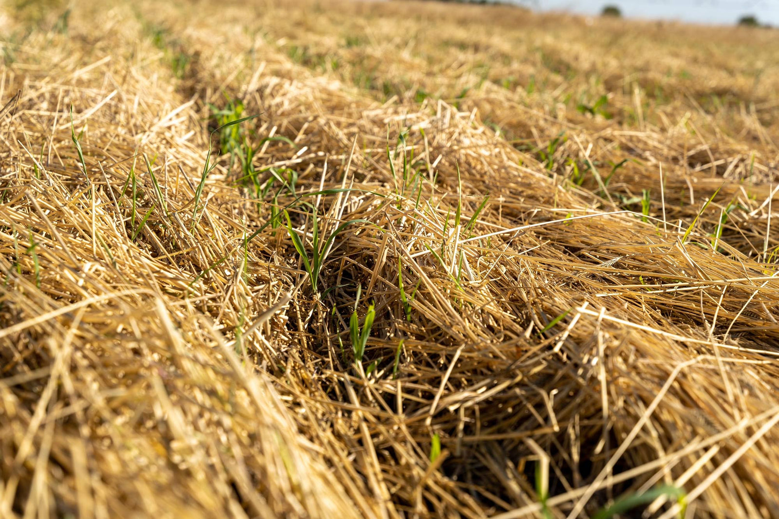 crimped-rye-corn.jpg__PID:10537c48-9169-4b5e-b51f-13800472ef25