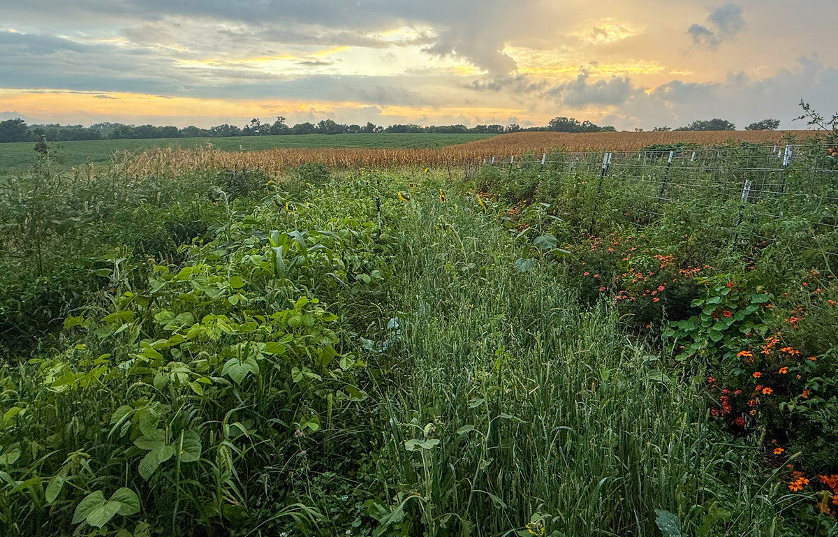 Cover Crop Mixes for Homesteads and Gardens – Green Cover