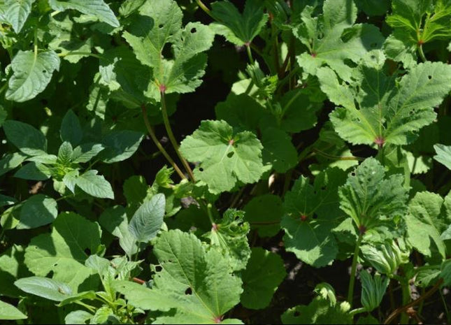 Okra (Clemson Spineless 80)