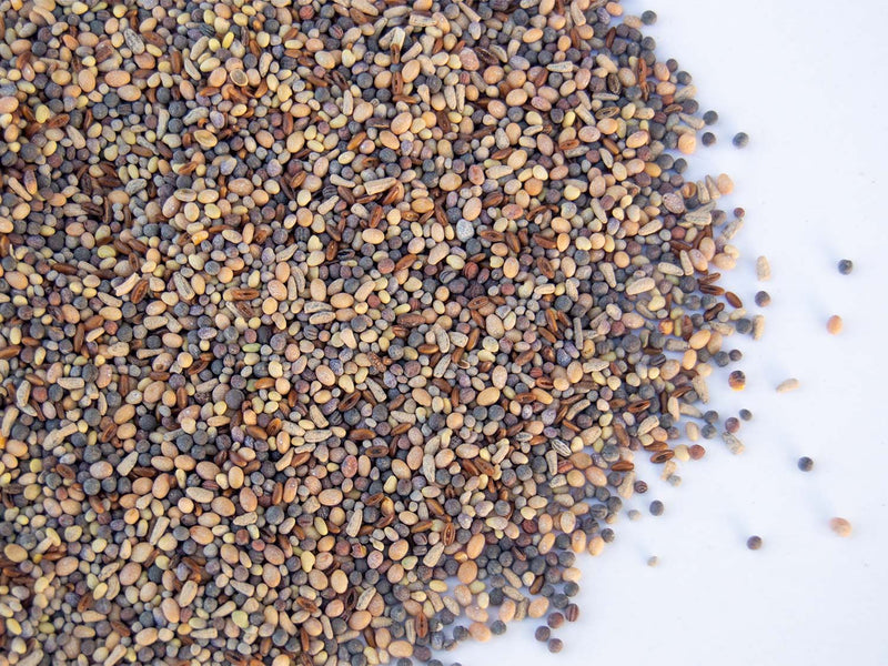 Pasture Frost Seed Mix