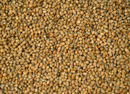 Pearl Millet (Exceed BMR)