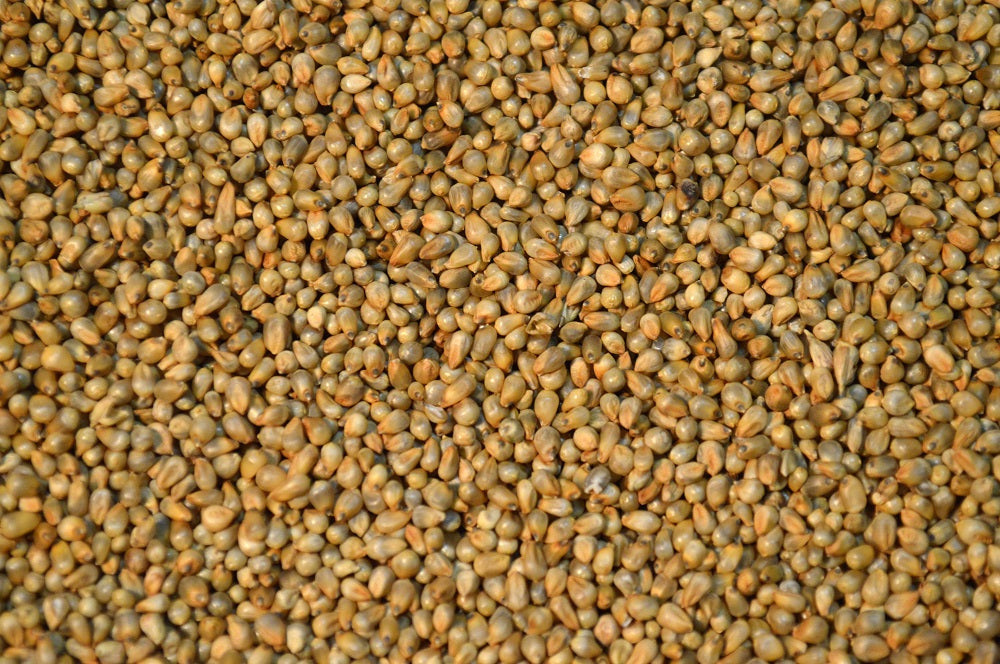 pearl millet herbicide Pearl Millet (Exceed BMR) – Green Cover