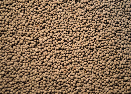 Persian Clover (eNhance) - OMRI Inoculated