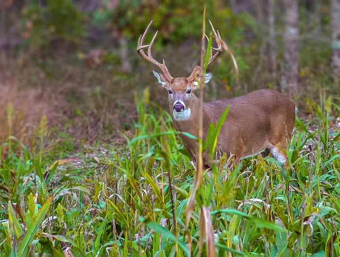 Healthy habitat = healthy wildlife