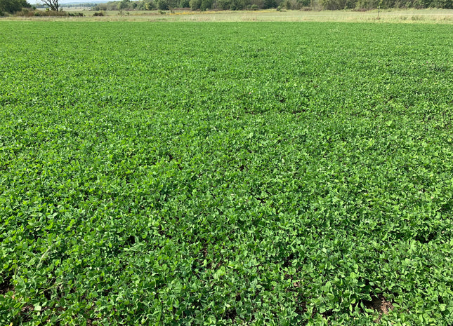 Red Clover (Blaze) - OMRI Inoculated