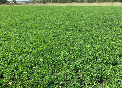 Red Clover (Q Medium) - OMRI Inoculated