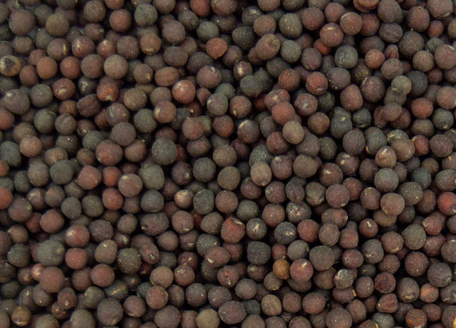 Siberian Kale