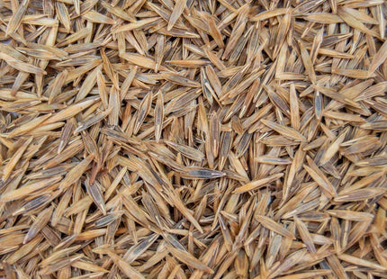 Smooth Bromegrass