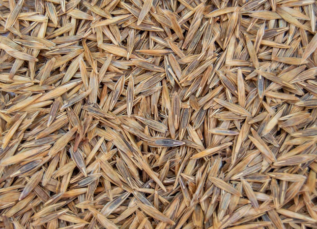 Smooth Bromegrass