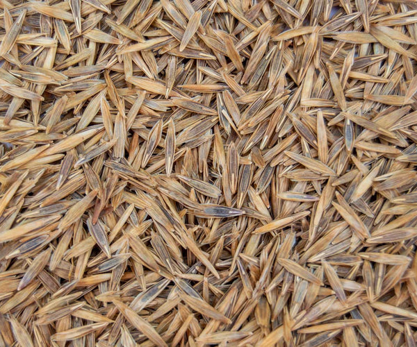 planting brome grass seed Smooth Bromegrass – Green Cover