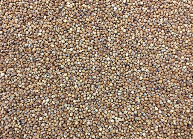 Sorghum Sudan (SolarMaxx PPS)