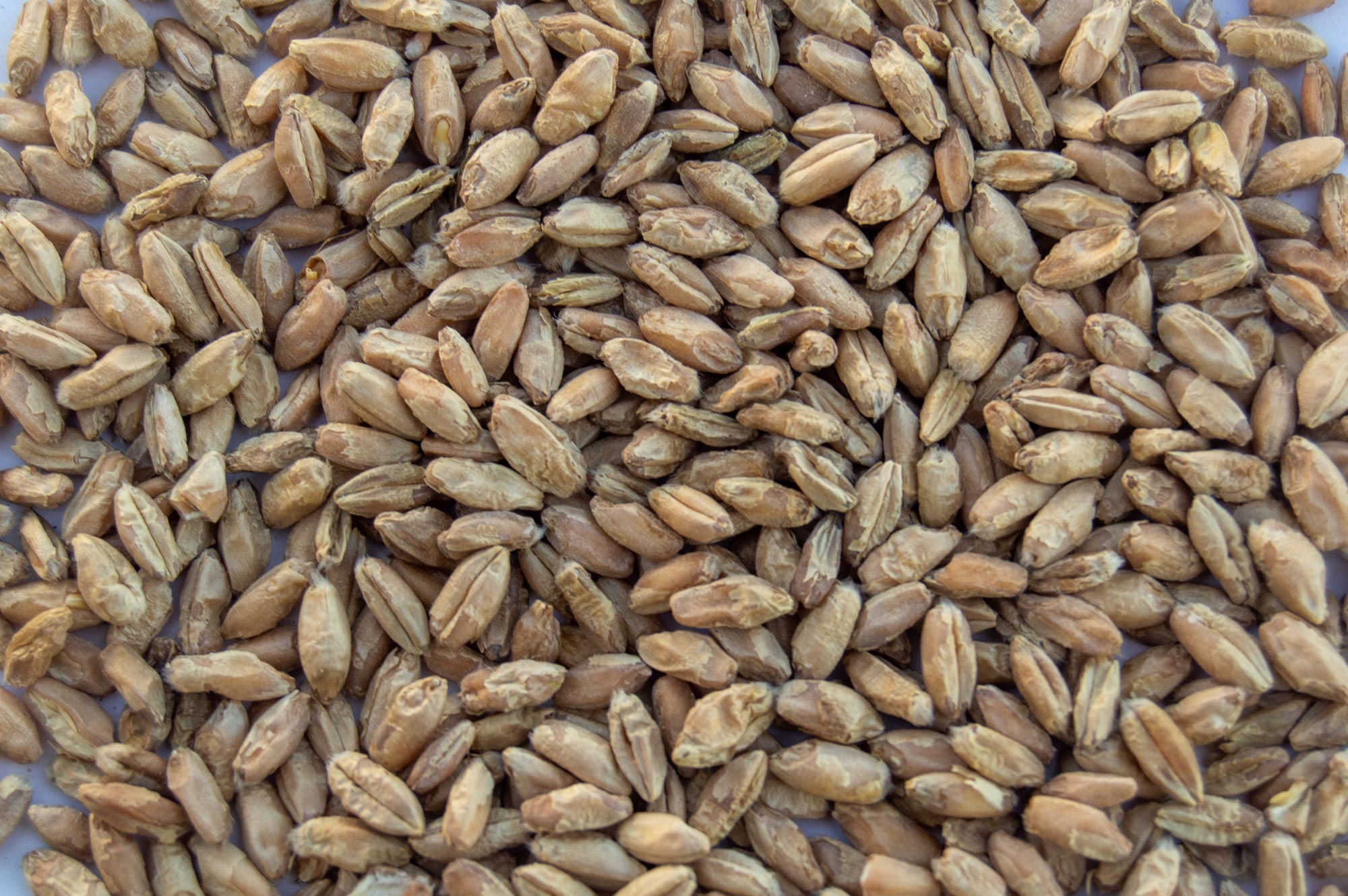 Triticale (Forage FX 1001 Triticale)