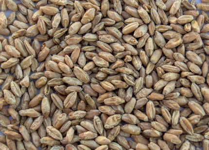 Triticale (Forage FX 1001 Triticale) - PVP