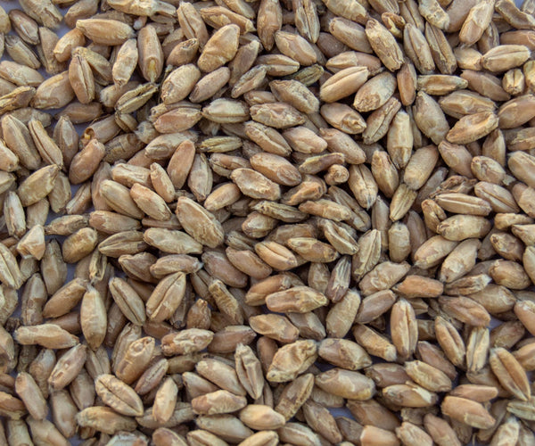 Triticale (Forage FX 1001 Triticale)