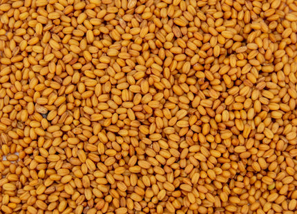 Winter Camelina