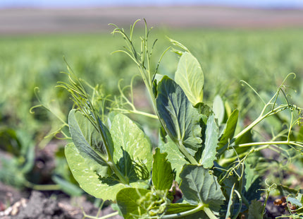 Winter Peas (Austrian)