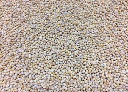 Crimson Clover (Dixie) - OMRI Inoculated