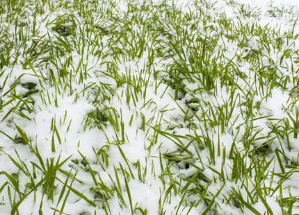 Overwintering Mix