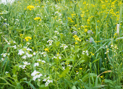 Cool Season Pollinator Mix