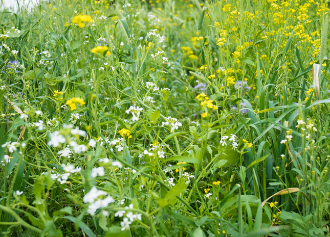 cool season flower seeds Cool Season Pollinator Mix – Green Cover