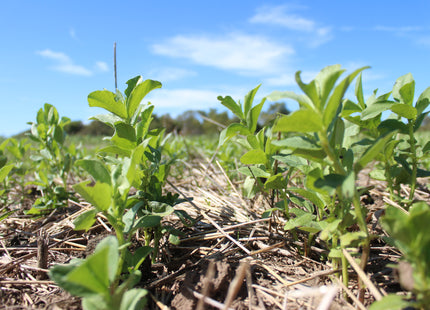 Faba Bean