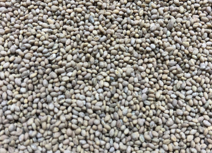 Sweet Clover (Hubam White) - OMRI Inoculated