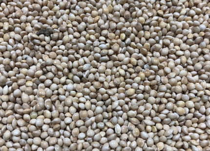 Proso Millet (White)