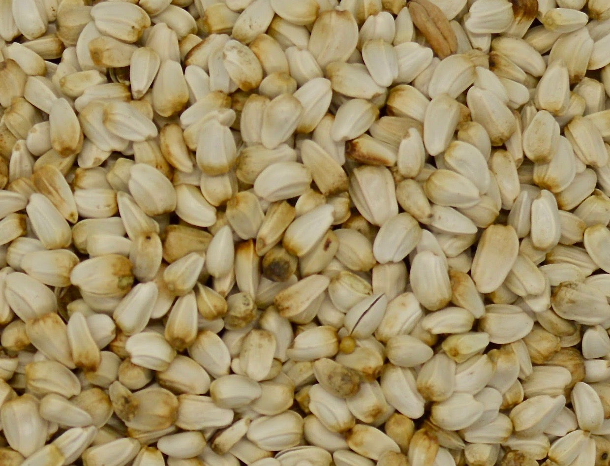 Safflower (Baldy)
