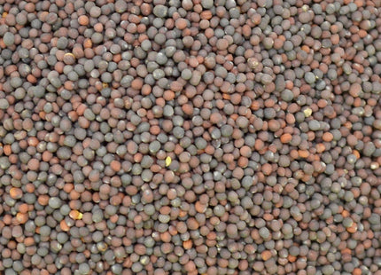 Turnip (Purple Top)