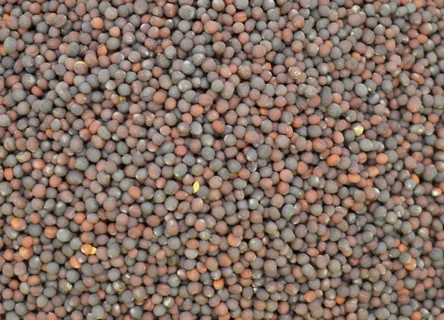 Turnip (Purple Top)