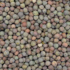 Legumes