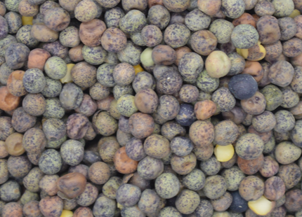 Spring Forage Pea (4010 Non-GMO)