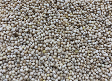 Foxtail Millet (White Wonder)