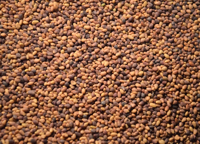 Alfalfa (Common)