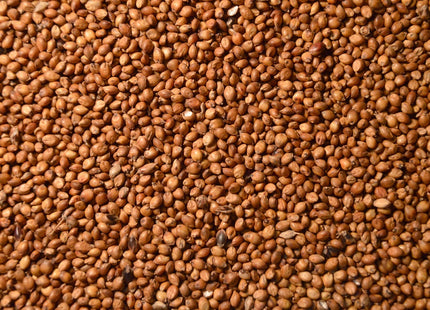 Grain Sorghum (Food Plot)
