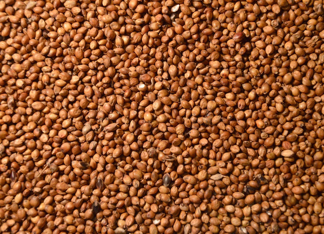 Grain Sorghum (Food Plot)